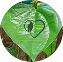 BETEL LEAVE