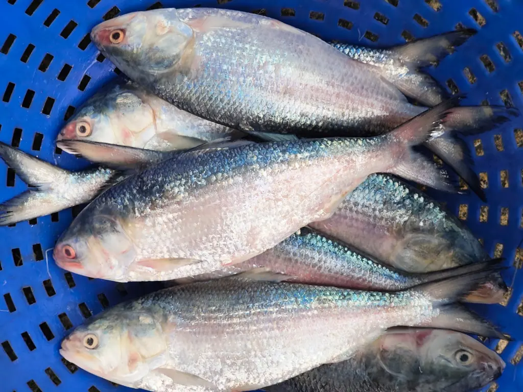 WhatsApp Image 2025-07-05 at 8.36.19 AM (1).webp