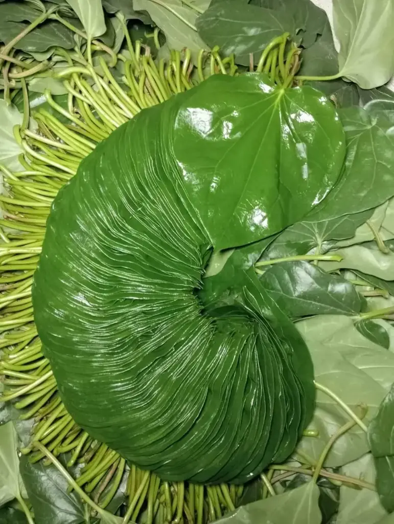 FRESH SWEET BETEL LEAF 