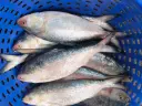 HILSA SEA FISH