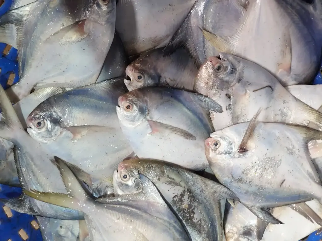 PAMPHLET FISH