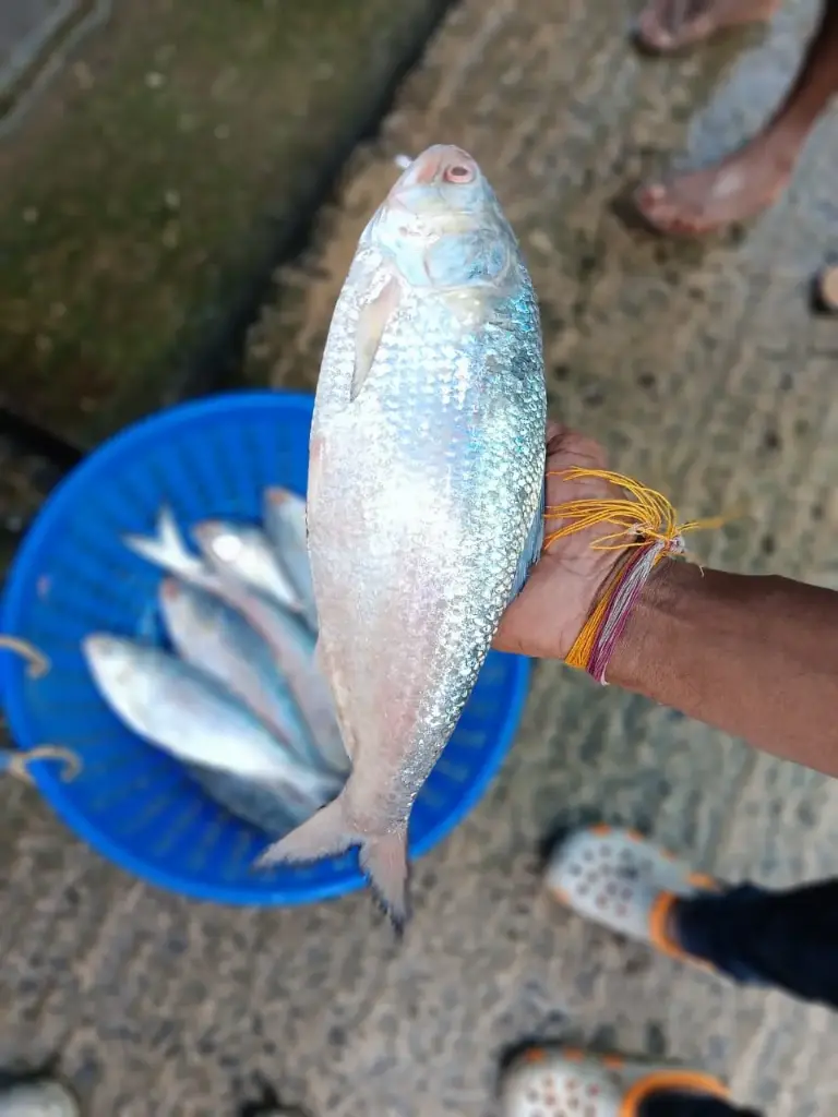 Hilsh  fish