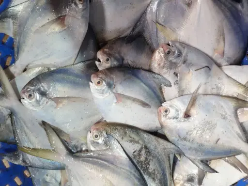 PAMPHLET FISH