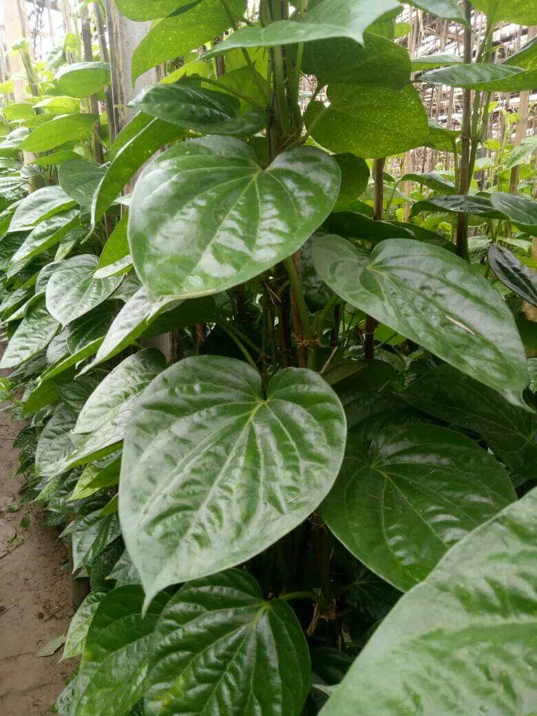 betelleave